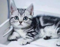 宠物猫品种图片大全，前6位最“聪明”的猫咪（猫有几种品种图片）