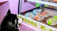 当宠物吃上新鲜便当 “宠物鲜食”正在成为行业“新”风口