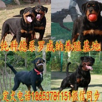 哈密市附近的养狗基地