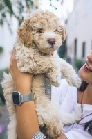 为什么越来越多的人愿意养狗狗？背后的科学解释找到了