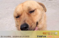 十大最好养的宠物狗排行榜