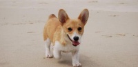 世界十大最听话的狗狗排名，中华田园犬排第四，“大暖男”排第一