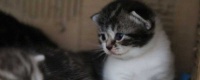 猫驱虫多久一次,猫咪驱虫时间