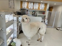 宠物店欢乐多 美容我的小可爱狗狗