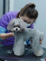 广州宠物美容师C级+B级连读强化班