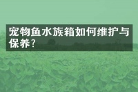 宠物鱼水族箱如何维护与保养？
