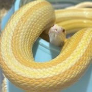 最适合新手饲养的5种...