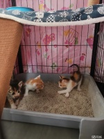 宁波海曙集士港宠物赠送/领养电话