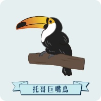 托哥巨嘴鳥（Toco Toucan）介紹｜大嘴祕密、繁殖行為與熱帶雨林的彩色大使