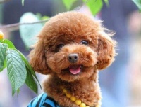 狗狗驱虫多久一次好?