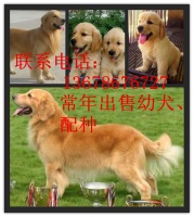 山东莱西市地区哪里有大型犬舍