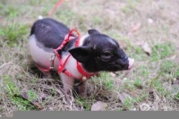 小香猪暴饮暴食成“天蓬元帅” 体重超过50斤