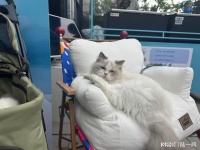 布偶猫的价格一般是多少钱一只？