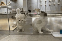 狗的猫宁宠物生活馆加盟店(全国