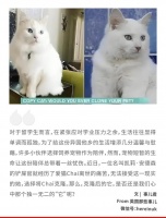 爱猫去世后，她在美国克隆了一只新猫！可终究与原版不同......