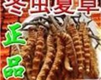 唐山安全的宠物狗托运公司