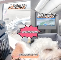 唐山猫咪宠物托运靠谱猫咪狗狗搬家运输