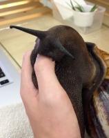 宠物蜗牛