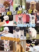 无锡买边牧犬（无锡）买边牧犬哪里有实体店丨无锡福安家宠物店欢迎您