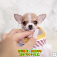 菏泽哪里有狗场，哪里有宠物店、宠物出售