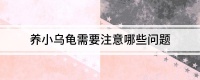 养小乌龟需要注意哪些问题