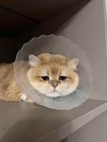 在保定！异宠看病不再困难！