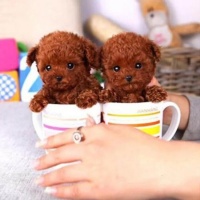 文山附近宠物店在哪里博美什么价格齐包健康,小体博美犬