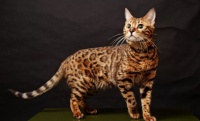 饲养豹猫犯法吗？来这里看看吧！