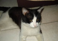 你家的豹猫是哪种宠物？