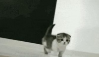 委屈谁也不能委屈了猫和狗！创意宠物用品大盘点