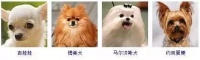 宠物狗大全，全球狗狗图片大全，难得一见，你认识几种？