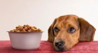 中国宠物食品，在同质化中不断内卷 – 宠观网