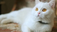 公猫绝育多少钱，费用为300