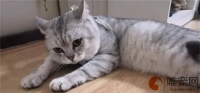 公猫绝育全部费用是多少