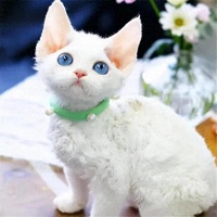 适合小学生养的猫