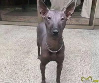 无毛犬因长相酷似雕塑走红，不可是墨西哥的特产，还智商很高