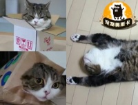 宠物奥斯卡滑稽视频示范
