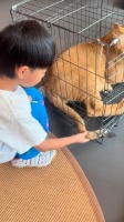 女子误将狮子当宠物养大，室友调侃其已成阶下囚