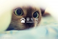 猫咪摔死了怎么处理最好