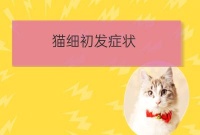 上海宠物培训猫:猫咪要打什么疫苗