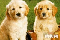 你知道常见的犬类疫苗有哪些?起什么作用?
