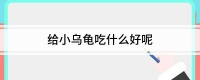 给小乌龟吃什么好呢
