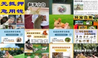 宠物松鼠优缺点