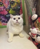 女子疑不满宠物猫不能退货将猫剥皮 警方介入