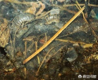 养哪些宠物比较不费时间而且好照顾？