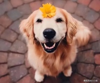 最有灵性“的7种狗狗，你对它的好吗，都会记在心里！