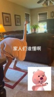 原来宠物鸵鸟长这样