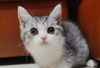 今日科普：起司猫是什么品种