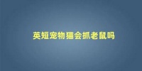 英短宠物猫会抓老鼠吗，宠物猫会抓老鼠吗