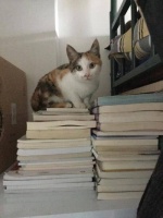 大学偷偷养猫? 还不够骚! 住宿养猪、养蛇的你见过吗?